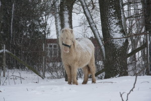 Jennys hästbilder jan -13 044